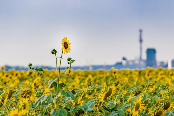 sunflower stands alone on the whole field of flowers, one in a thousand, with industry in the background