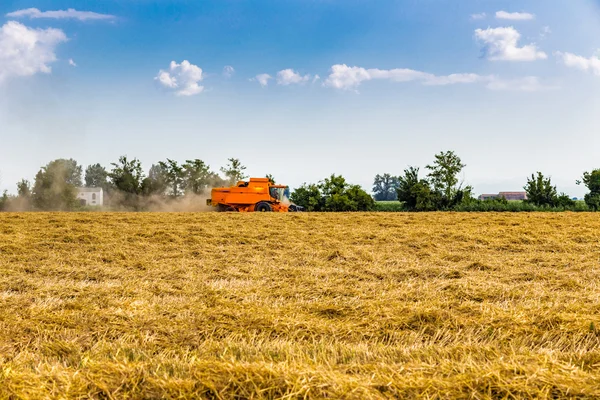 Dreschmaschine Einsatz Auf Einem Weizenfeld Macht Die Ernte Einem Heißen — Stockfoto