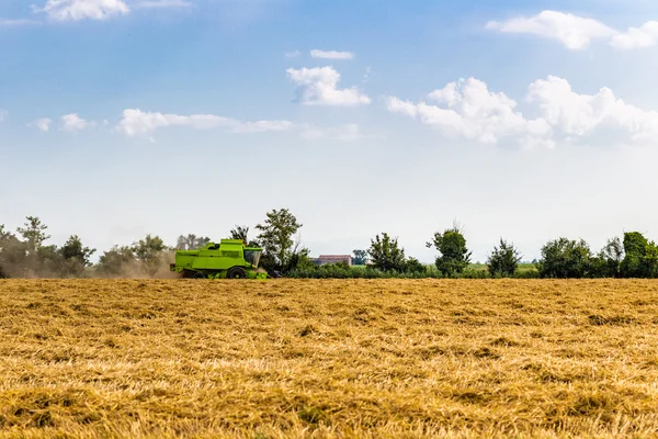 Dreschmaschine Einsatz Auf Einem Weizenfeld Macht Die Ernte Einem Heißen — Stockfoto