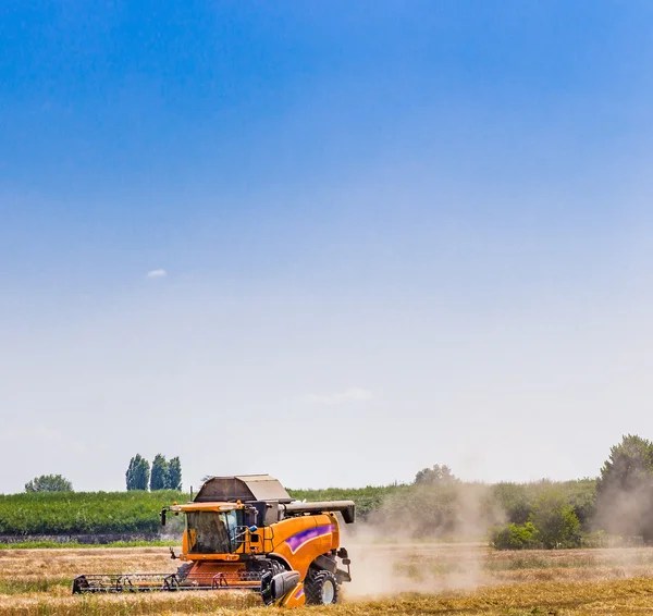 Dreschmaschine Einsatz Auf Einem Weizenfeld Macht Die Ernte Einem Heißen — Stockfoto