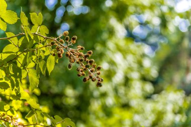 yeşil olgunlaşmamış çilek dalı