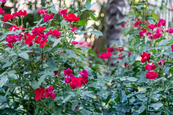 玫瑰植物绿叶上的硫酸铜 — 图库照片