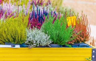 birden fazla renkte çiçekli ısıtıcılar bitkiler