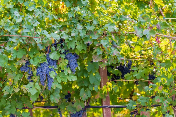 Wijnstokken Van Zwarte Druiven Herfst — Stockfoto