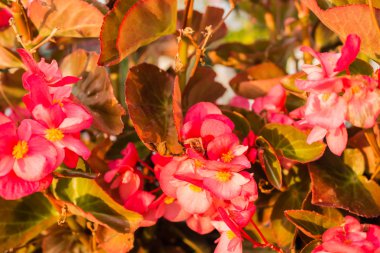 Begonya etli çiçek