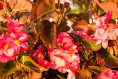 Begonya etli çiçek