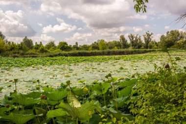 Lotus yeşil alan gölet