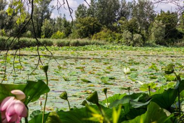 Lotus yeşil alan gölet