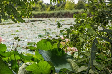 Lotus yeşil alan gölet