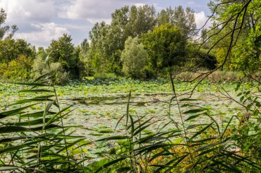 Lotus yeşil alan gölet