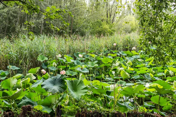Loto zona verde estanque — Foto de Stock