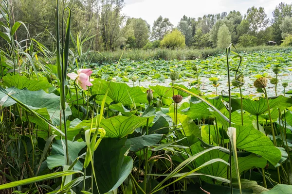 Loto zona verde estanque — Foto de Stock