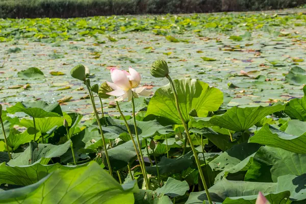 Loto zona verde estanque — Foto de Stock