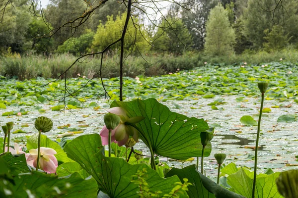 Loto zona verde estanque — Foto de Stock