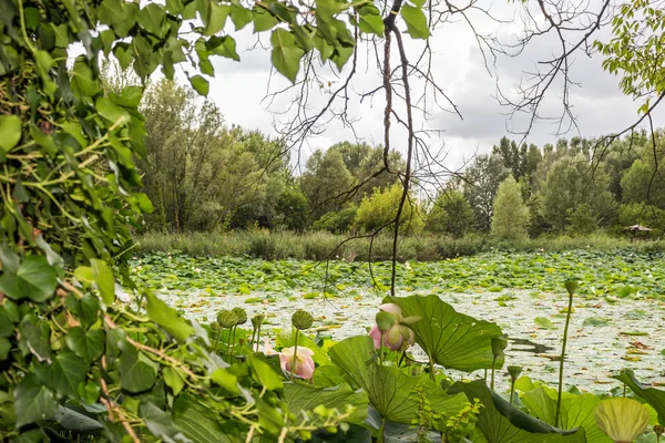 Loto zona verde estanque — Foto de Stock