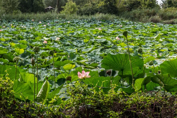 Loto zona verde estanque — Foto de Stock