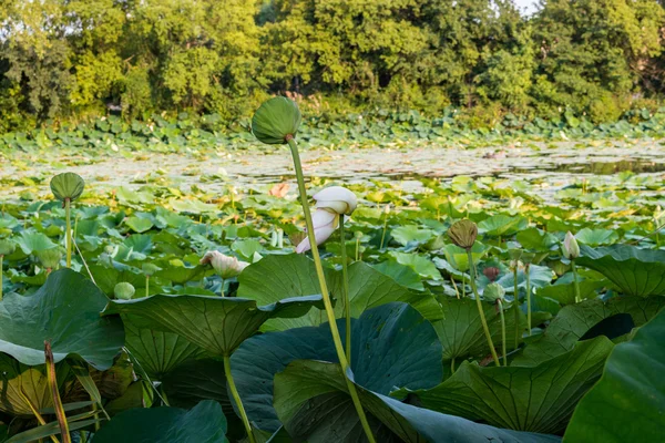 Loto zona verde estanque — Foto de Stock