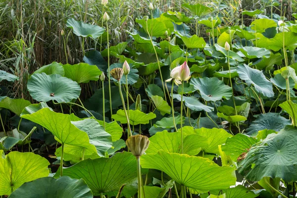 Loto zona verde estanque — Foto de Stock