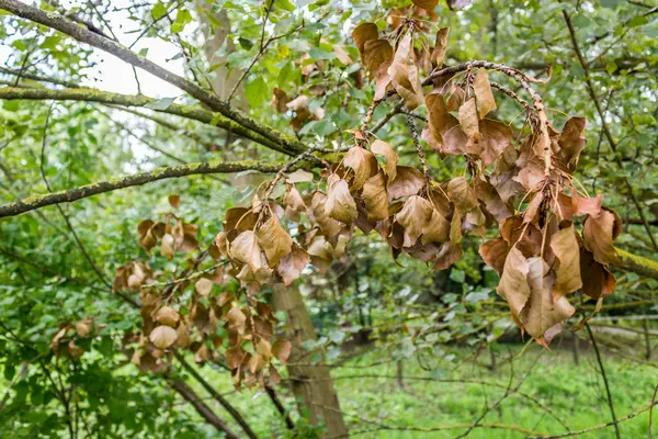 Feuilles sèches sur lichen jaune — Photo