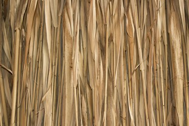 Marsh kulübe bitkiler 