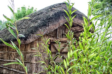 Marsh kulübe bitkiler 