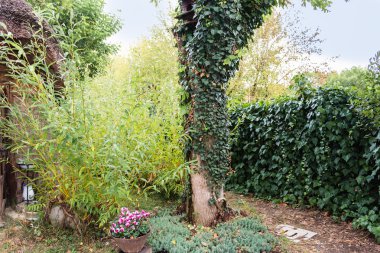 Marsh kulübe bitkiler 