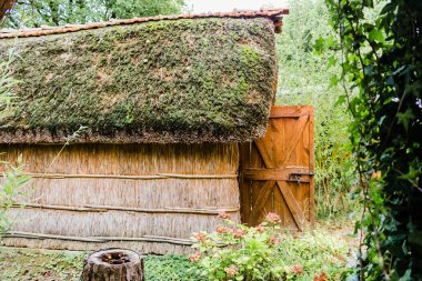 Marsh kulübe bitkiler 