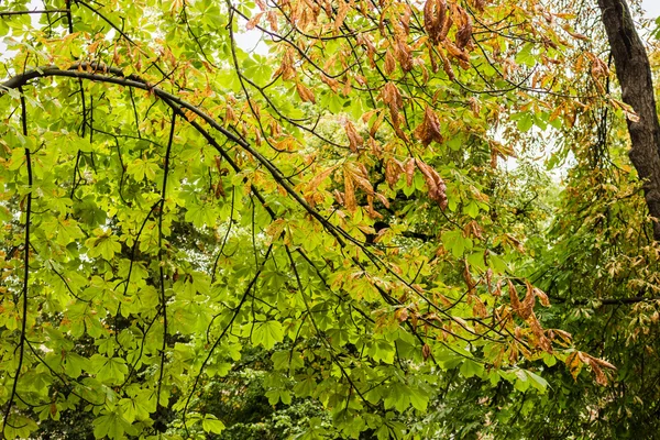 Деревья, зеленая трава и коричневые листья — стоковое фото