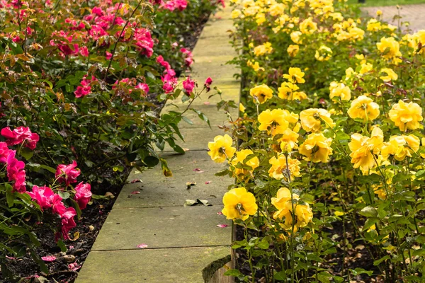 Gouttes de pluie sur jaune et rose rouge — Photo