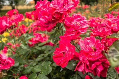 Kırmızı gül üzerinde yağmur damlaları