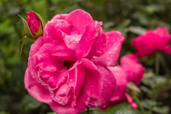 Gouttes de pluie sur Red Rose — Photo