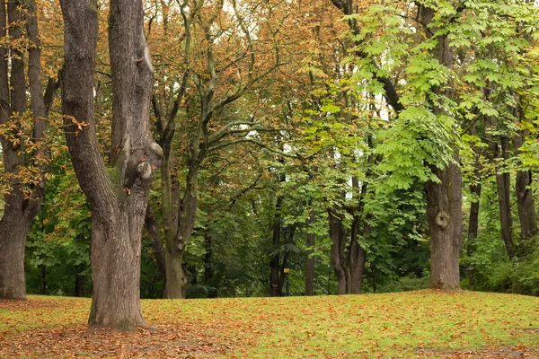 木、緑の草、茶色の葉 — ストック写真