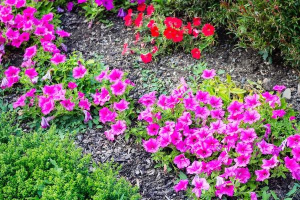 Fucsia y petunias rojas —  Fotos de Stock