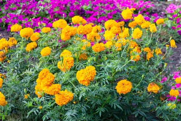 Fuchsia petunias 和黄色 — 图库照片