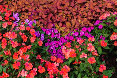 Kırmızı ve mor Impatiens çiçekler