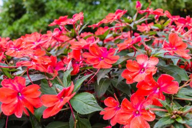 Kırmızı Impatiens çiçekler