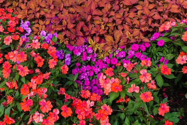 Flores impatiens vermelhas e roxas — Fotografia de Stock