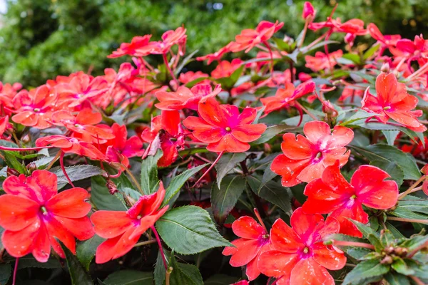 Virágok piros impatiens — Stock Fotó