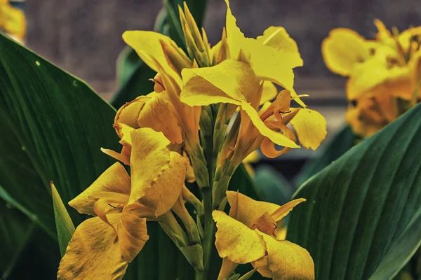 Narciso giallo — Foto Stock