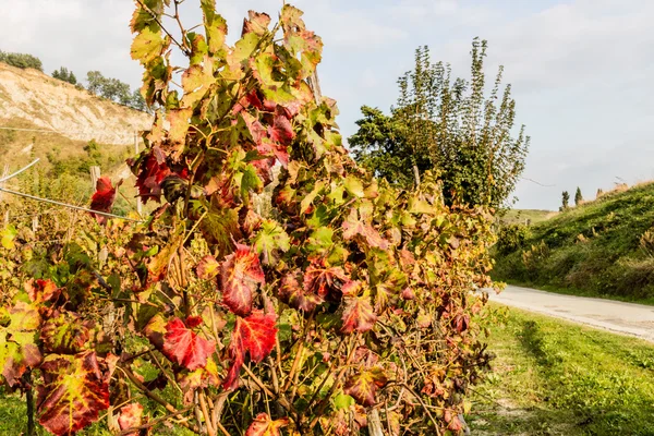 Autumnal Vineyards on badlands — Stock Photo, Image