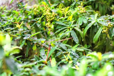 Yeşil yaprakların üzerindeki yağmur damlaları