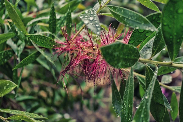 Gotas de lluvia sobre hojas verdes — Foto de Stock