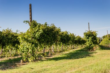 Tarlada gün batımı