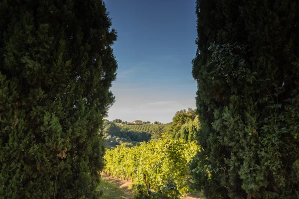 Sunset on cultivated fields — Stock Photo, Image