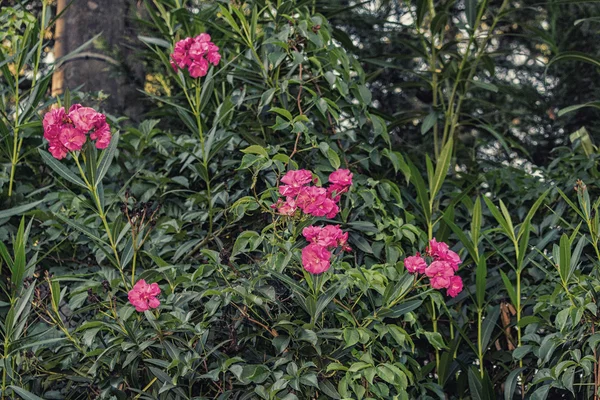 Закат на Nerium Oleander — стоковое фото