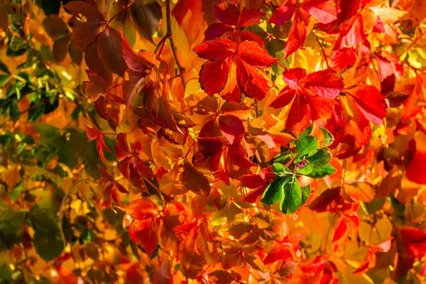 Jesień virginia creeper — Zdjęcie stockowe