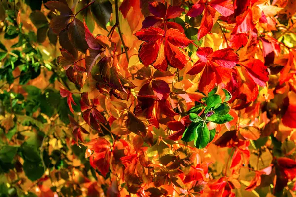 Jesień virginia creeper — Zdjęcie stockowe