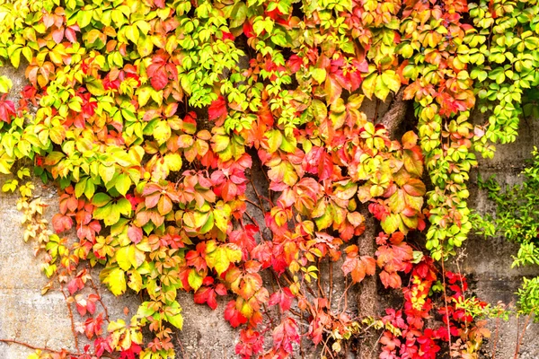 Jesień virginia creeper — Zdjęcie stockowe