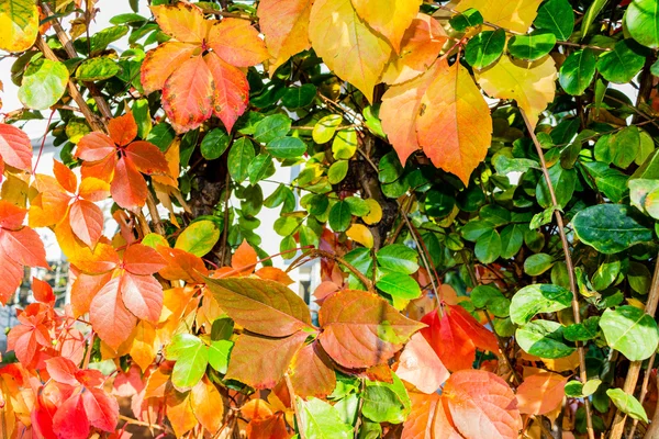 Jesień virginia creeper — Zdjęcie stockowe
