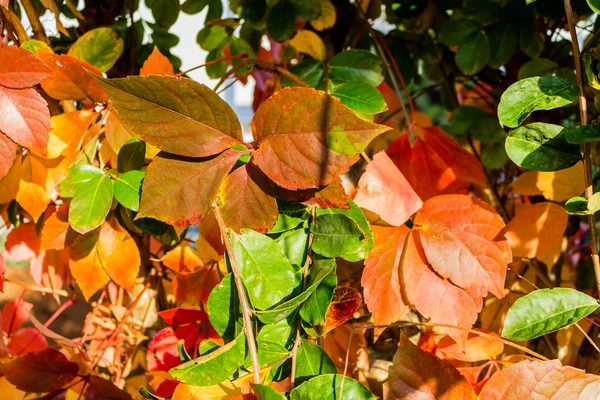 Jesień virginia creeper — Zdjęcie stockowe